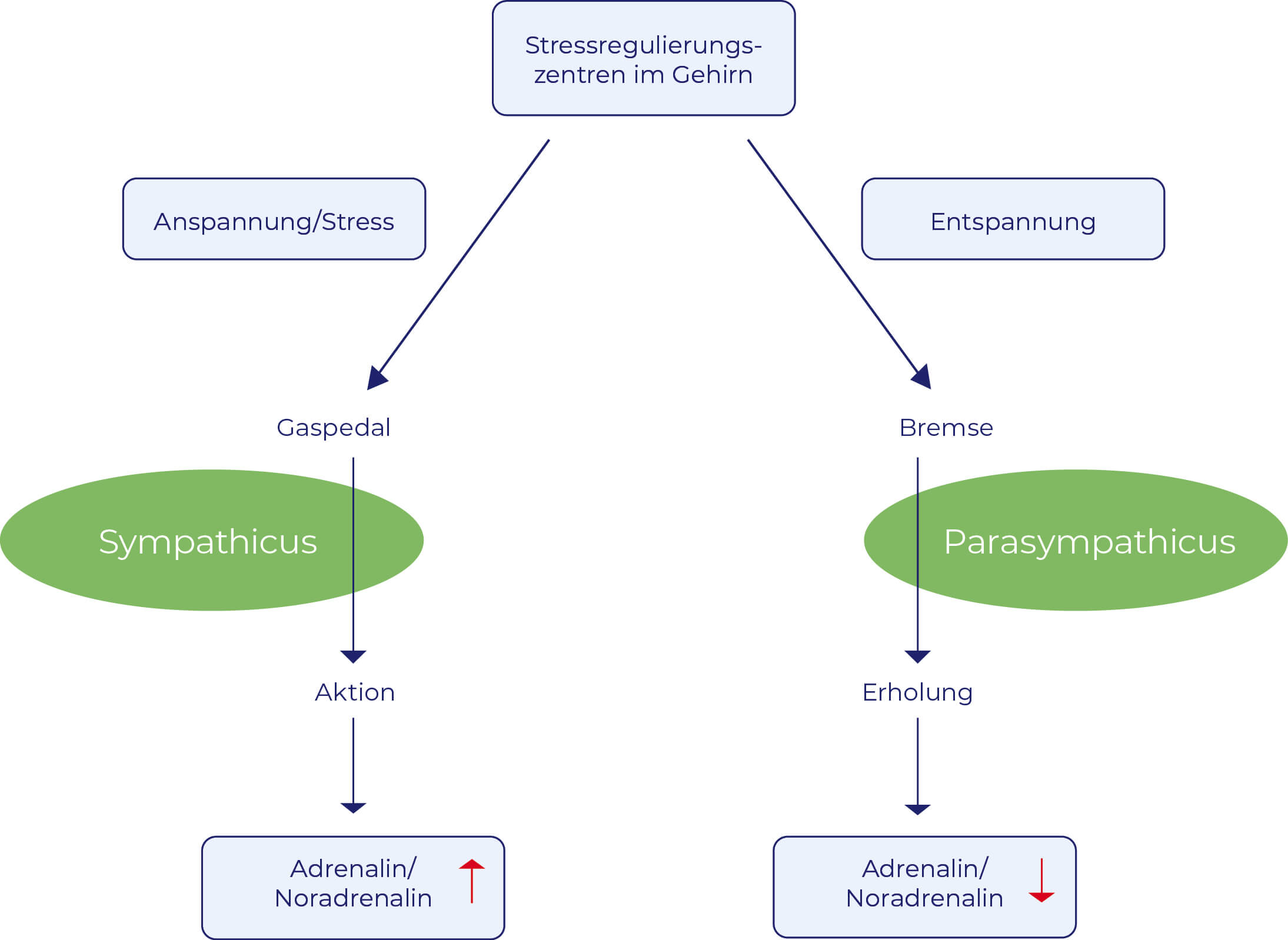 Das autonome Nervensystem