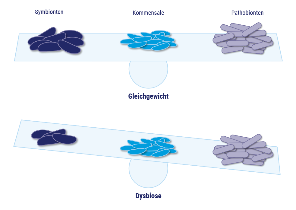 Das Darmmikrobiom im Gleichgewicht und bei einem gestörten Gleichgewicht